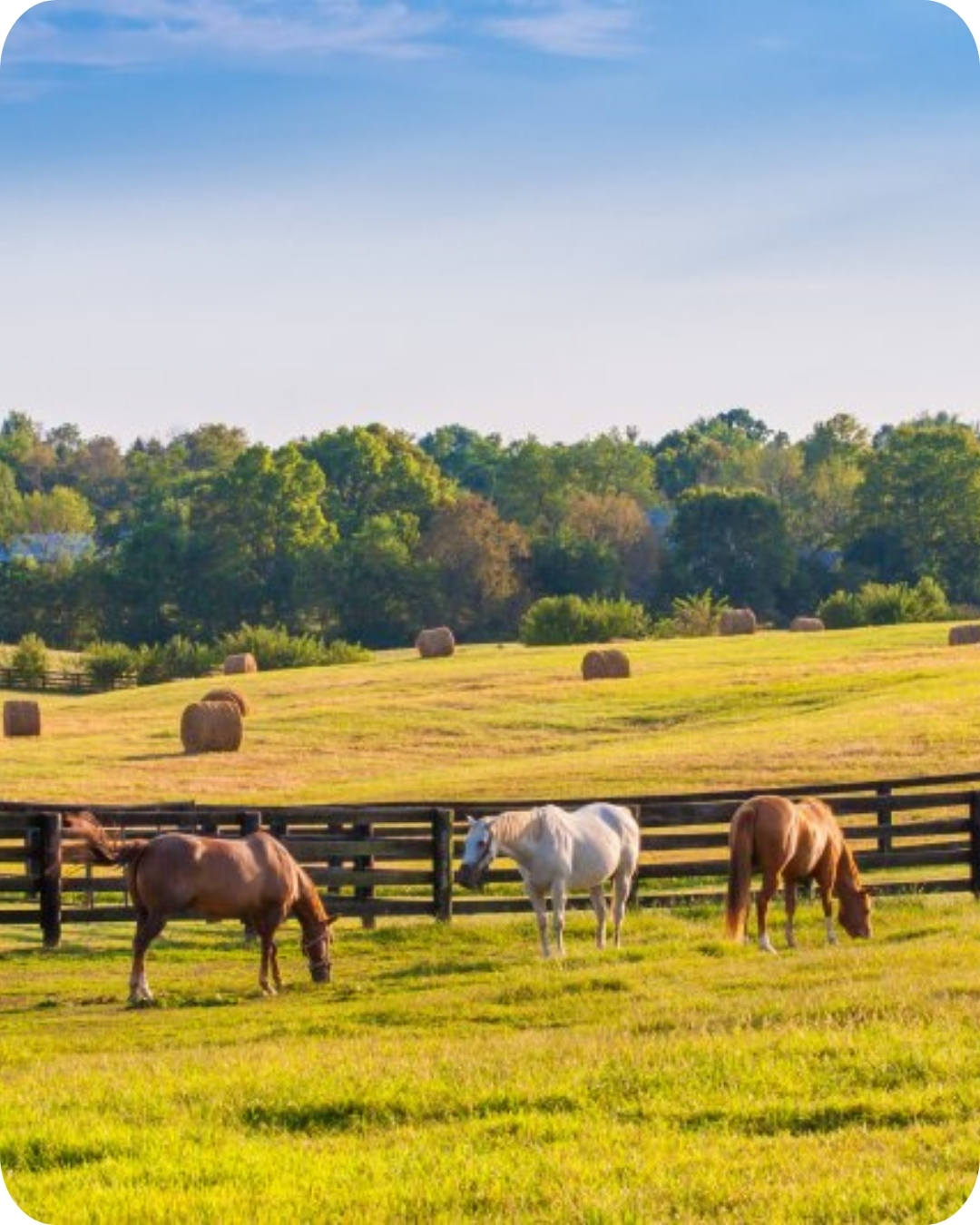 tryon
